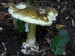 Muchomůrka zelená (Amanita phalloides),