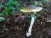 Muchomůrka zelená (Amanita phalloides)